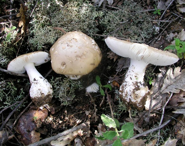 Amanita  amici  Gillet